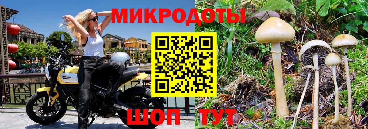 Псилоцибиновые грибы Psilocybine cubensis Пенза